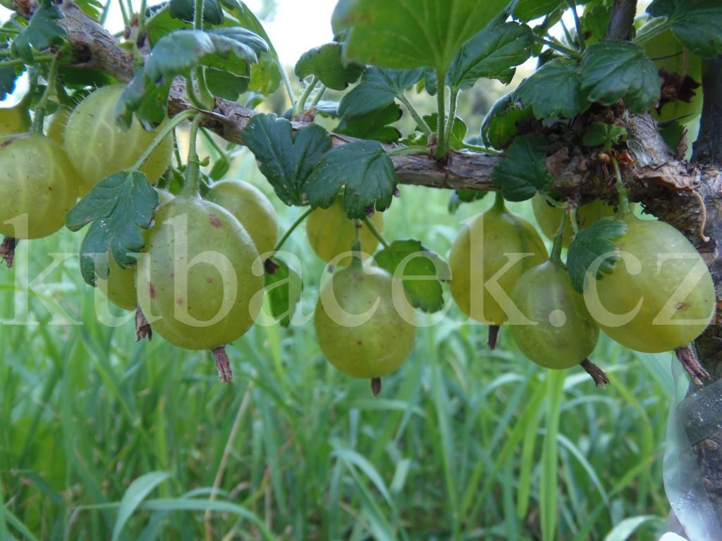 Plody odrůdy Invicta (angrešt)