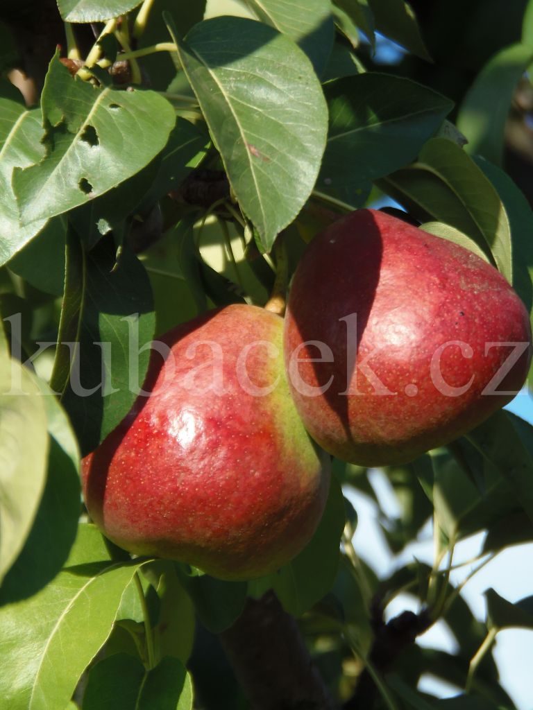 Plody odrůdy Dicolor (hrušeň)
