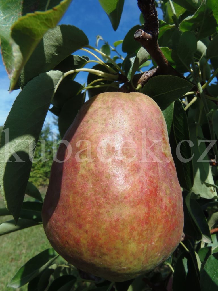 Plody odrůdy Williamsova červená (hrušeň)