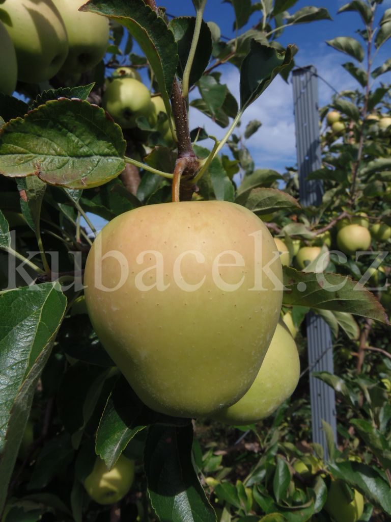 Plody odrůdy Golden Delicious (jabloň)