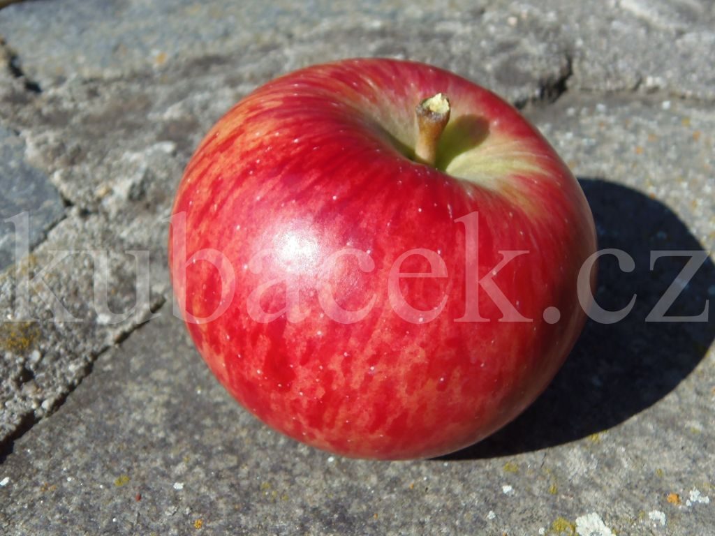 Plody odrůdy Vanda (jabloň)