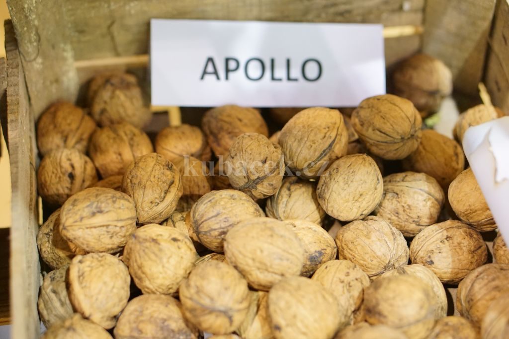 Plody odrůdy Apollo (ořešák)
