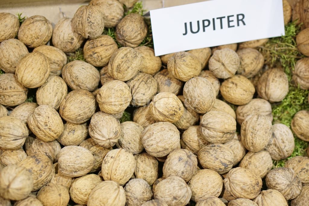Plody odrůdy Jupiter (ořešák)