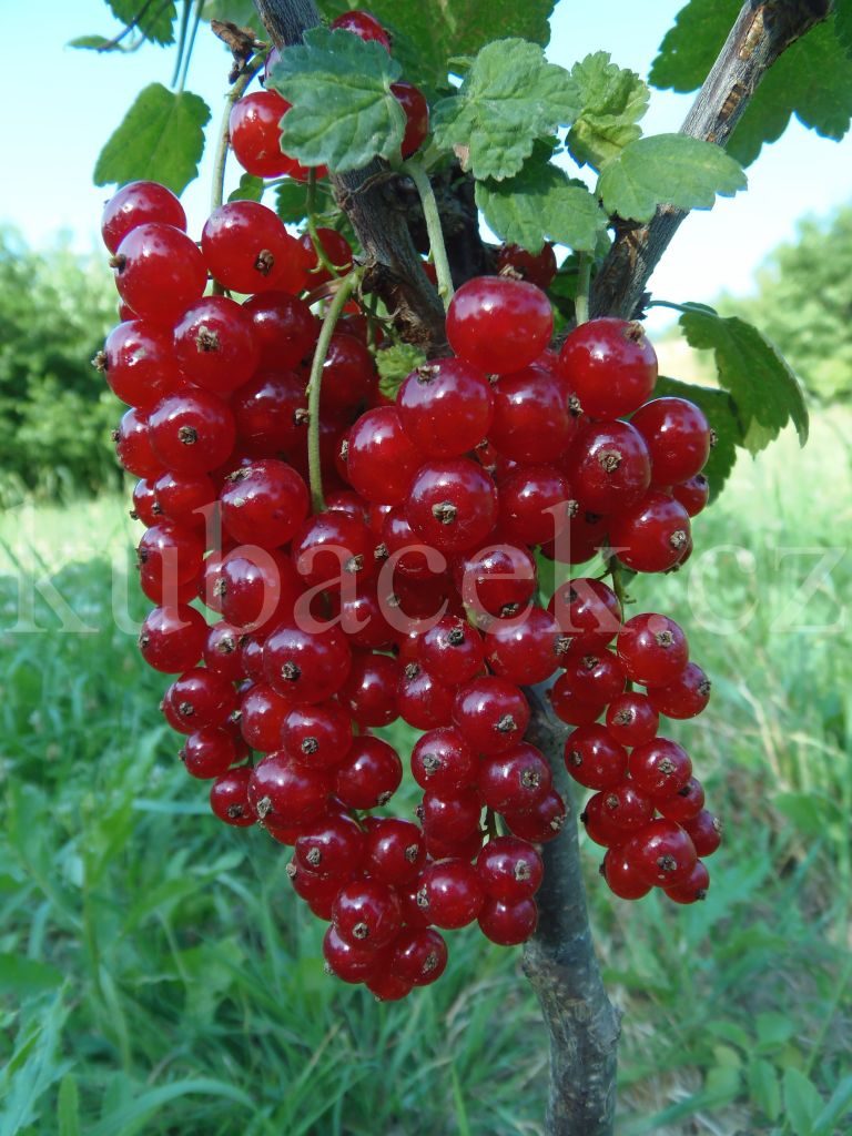 Plody odrůdy Rovada (rybíz)