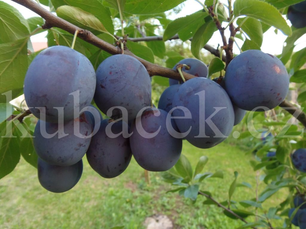 Plody odrůdy Top Taste (slivoň)